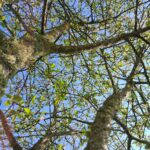 arbre et branches