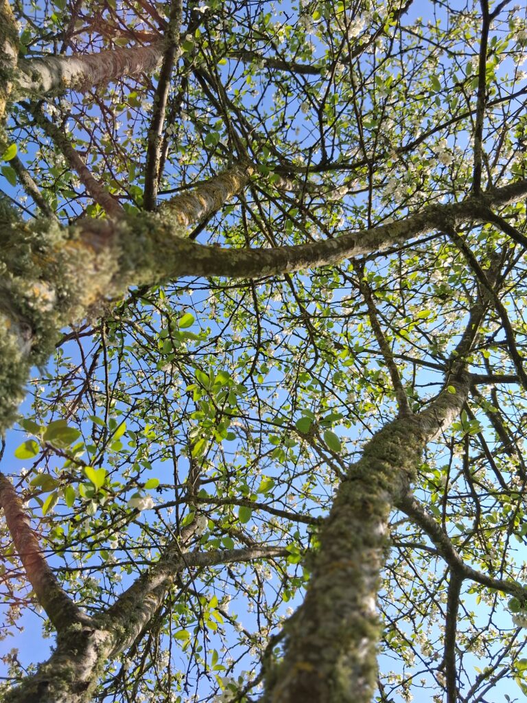 arbre et branches