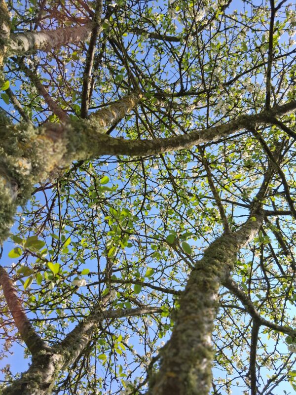 arbre et branches